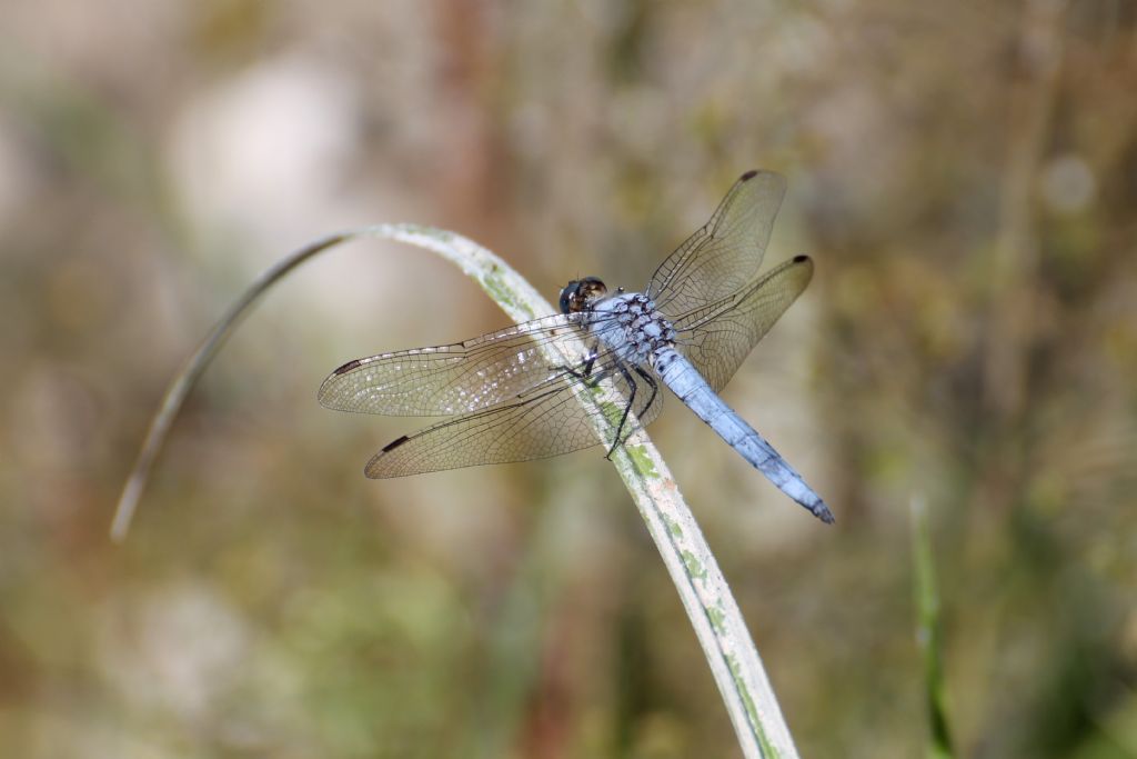 Orthetrum brunneum maschio e femmina credo!!